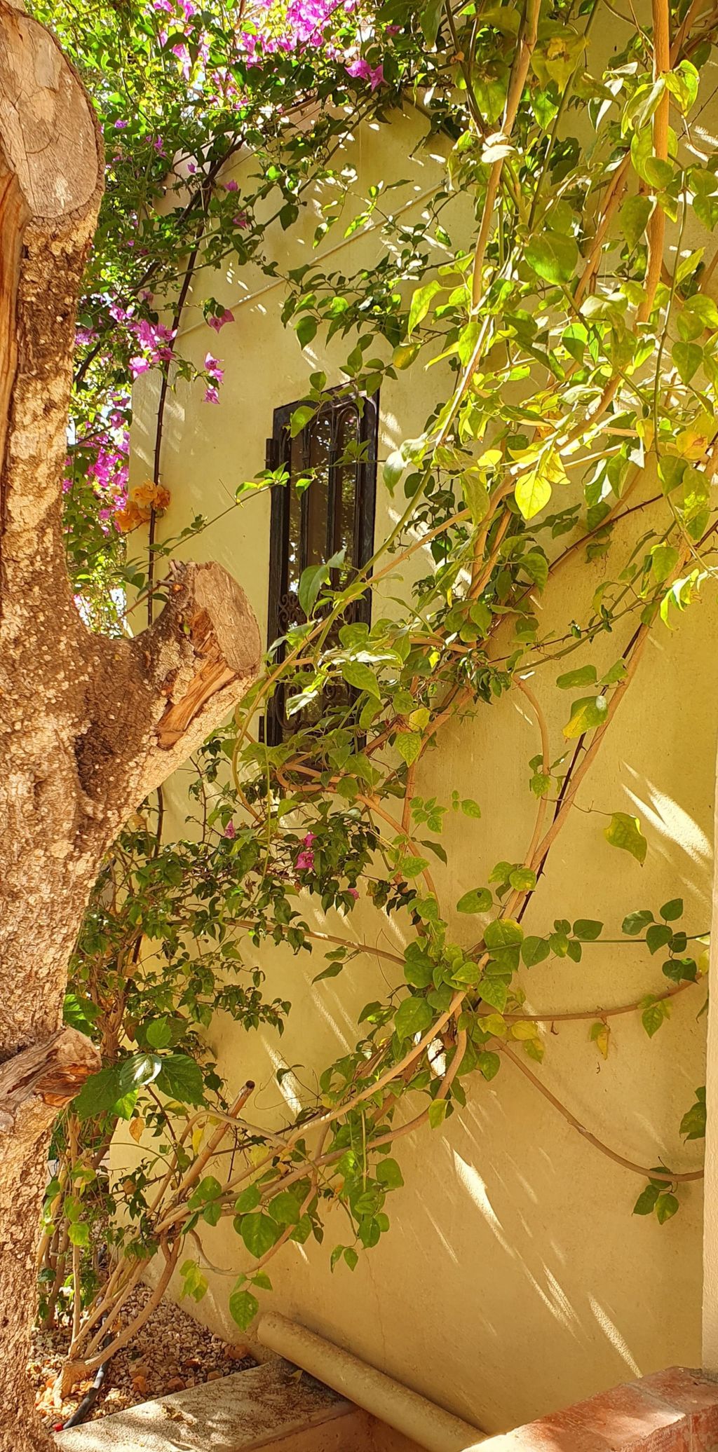 Chambre Jardin — 31